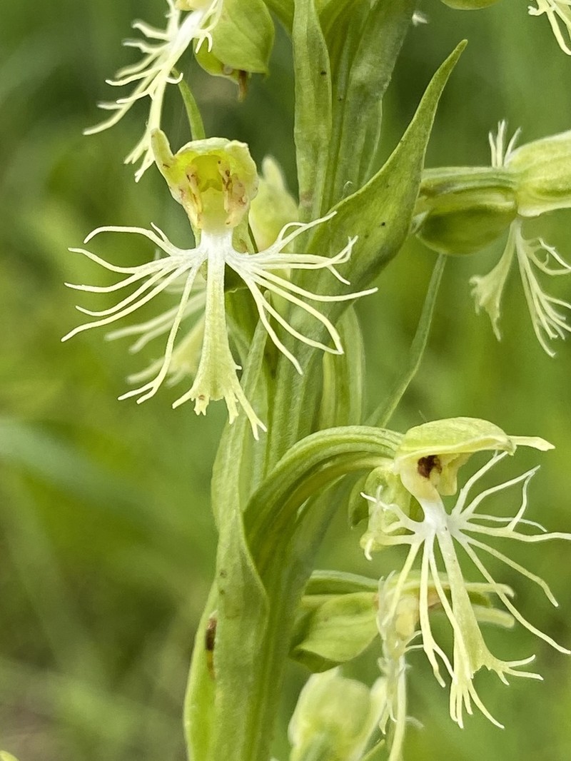 Green Fringed Orchid photo 2