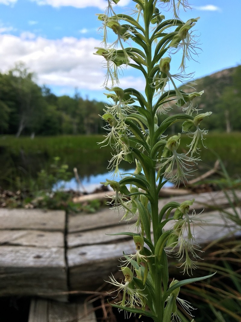 Green Fringed Orchid photo 3