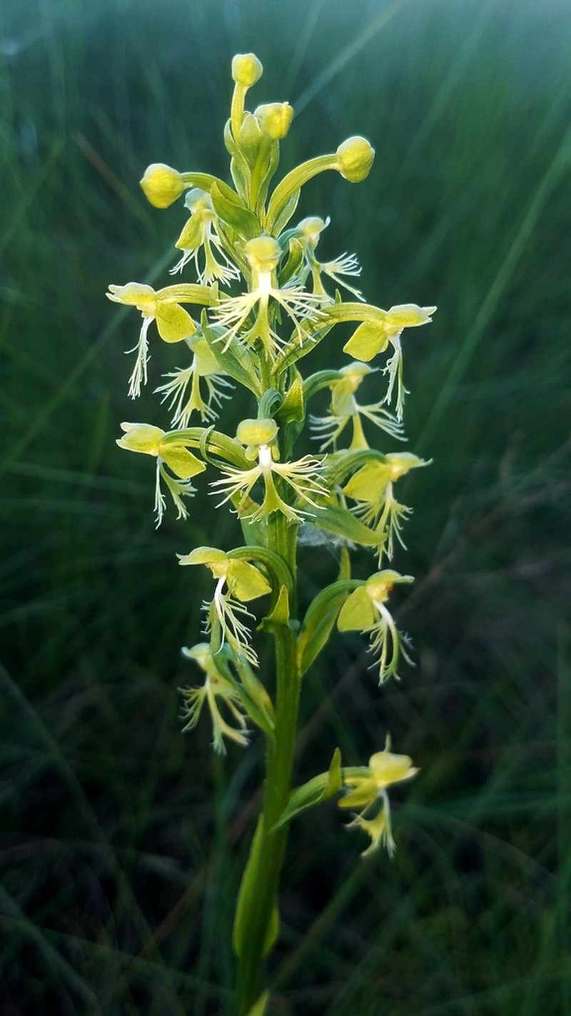 Green Fringed Orchid photo 4