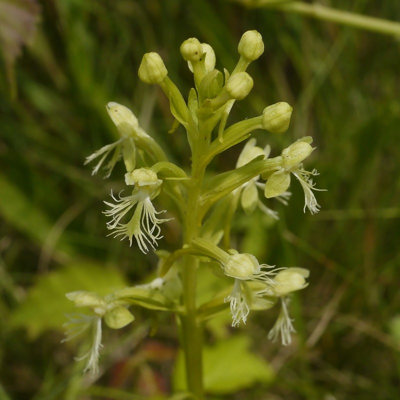 Green Fringed Orchid photo 5