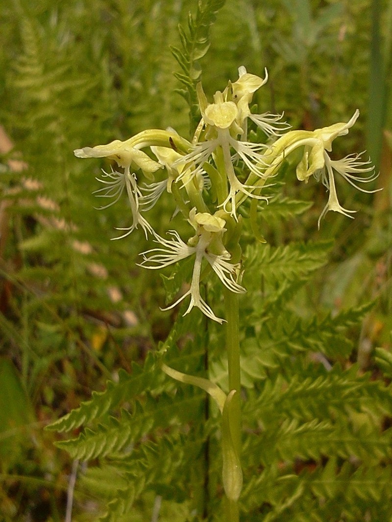 Green Fringed Orchid photo 6