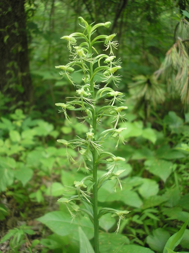 Green Fringed Orchid photo 7