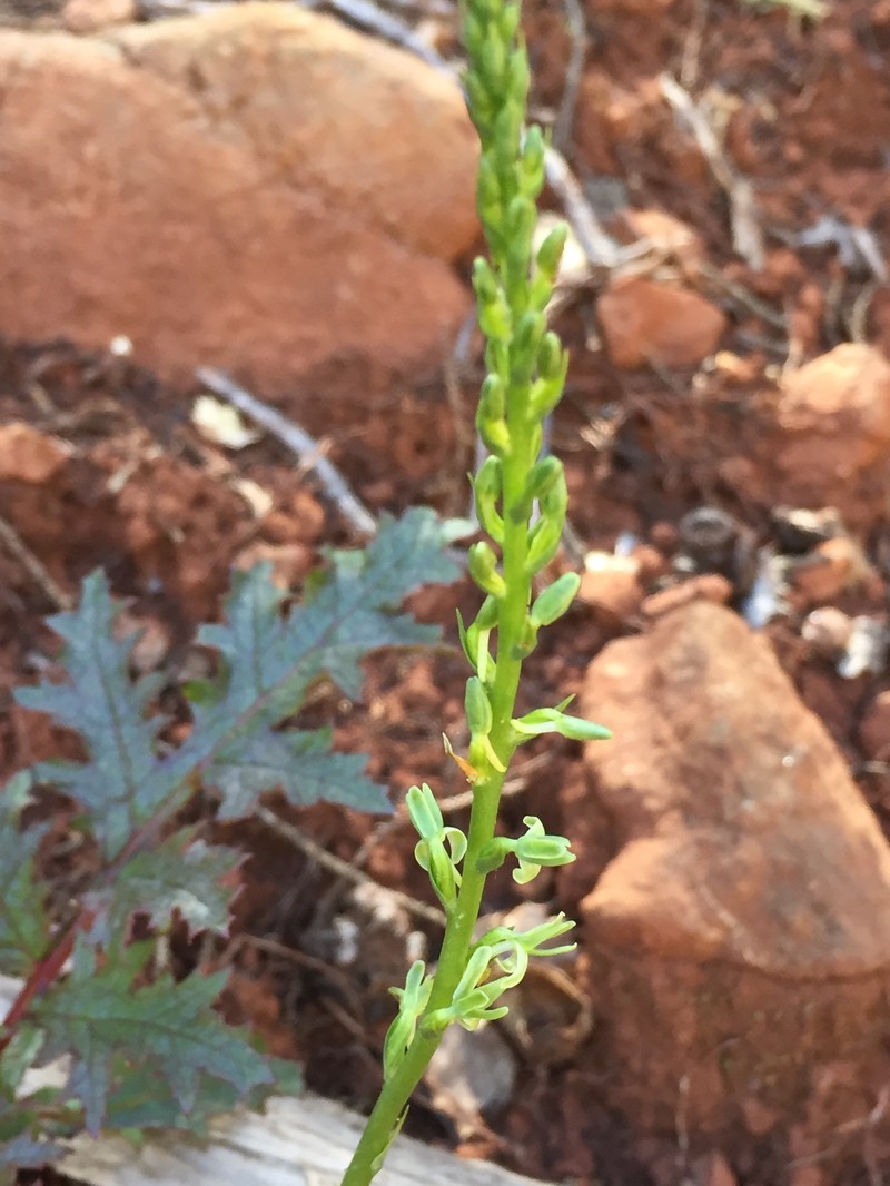 Narrow-Petal Rein Orchid