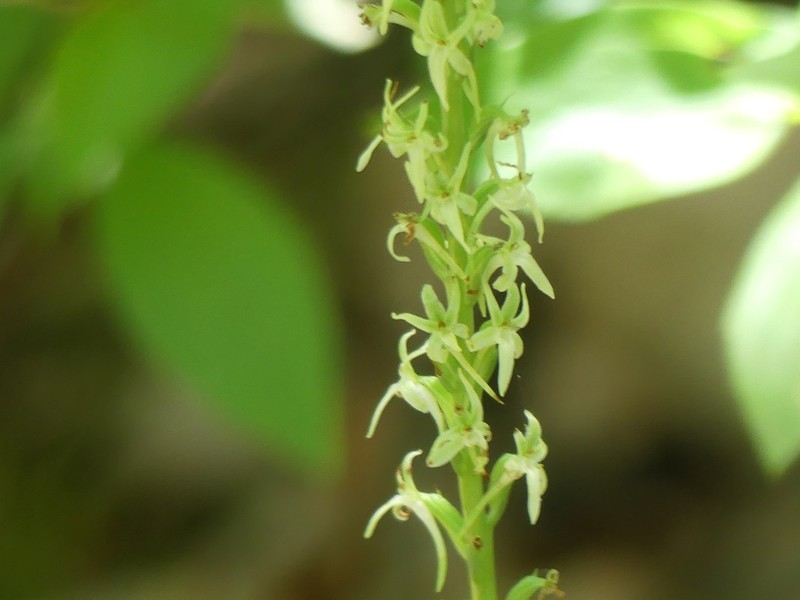 Narrow-Petal Rein Orchid photo 3
