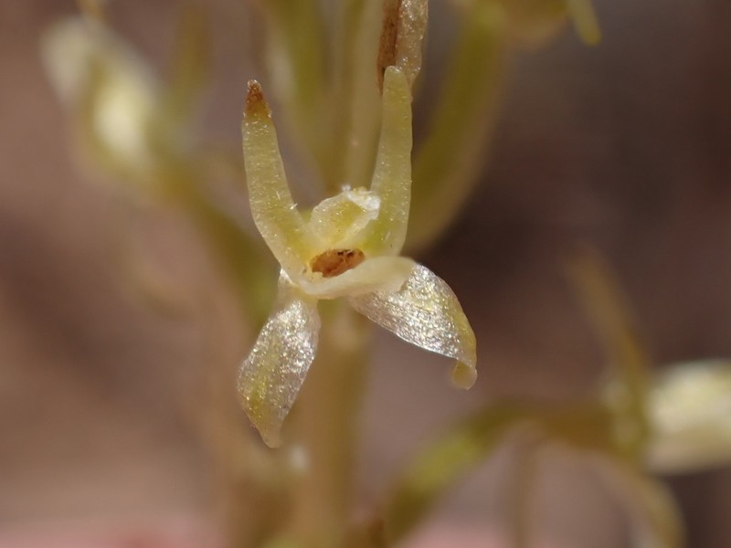 Narrow-Petal Rein Orchid photo 5