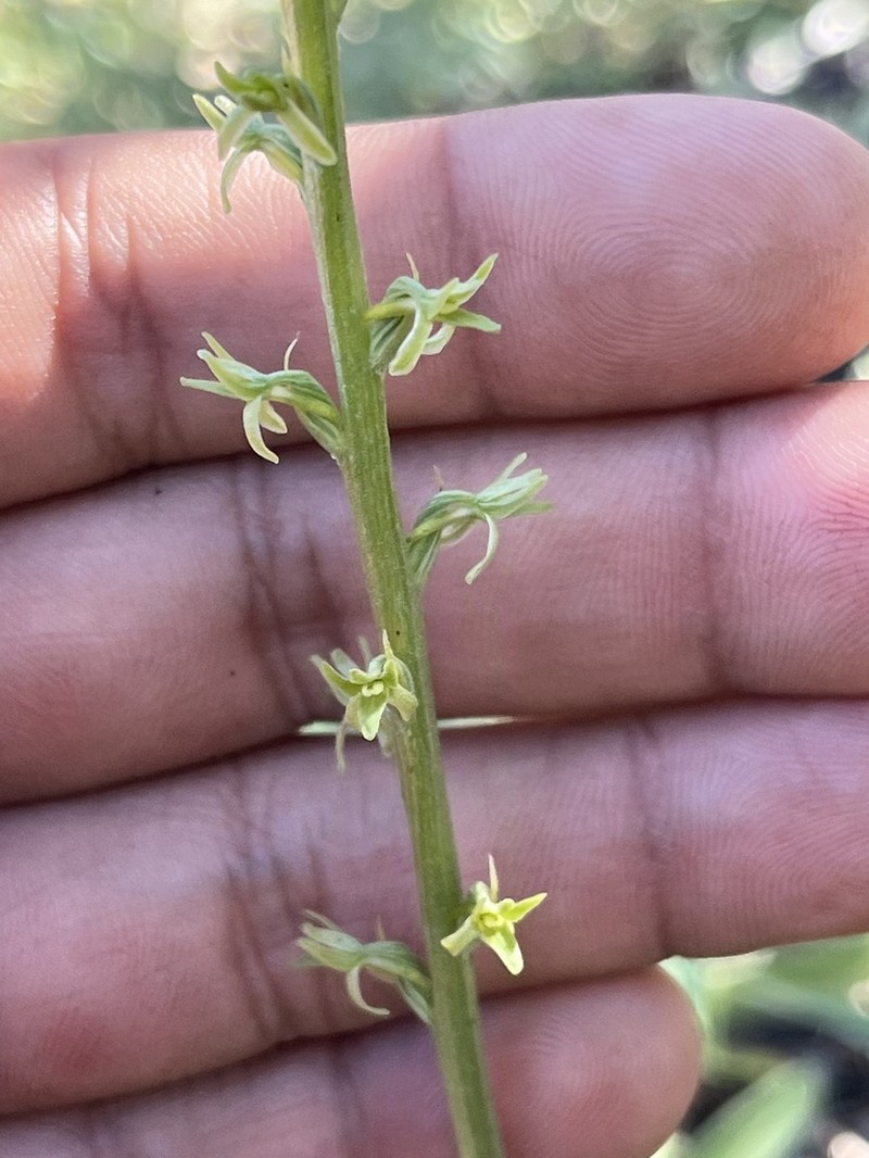 Narrow-Petal Rein Orchid photo 6