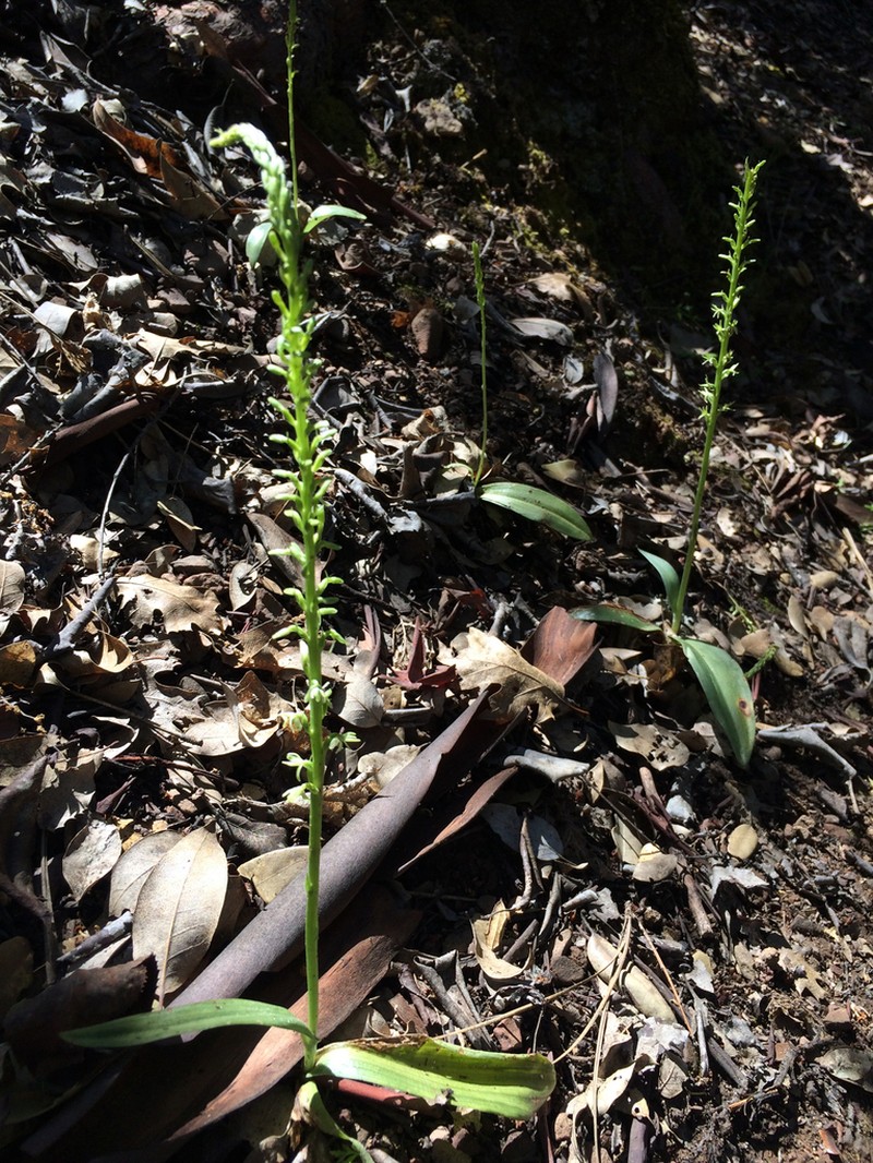 Narrow-Petal Rein Orchid photo 7