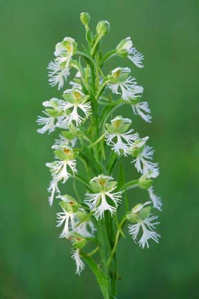 Prairie White Fringed Orchid