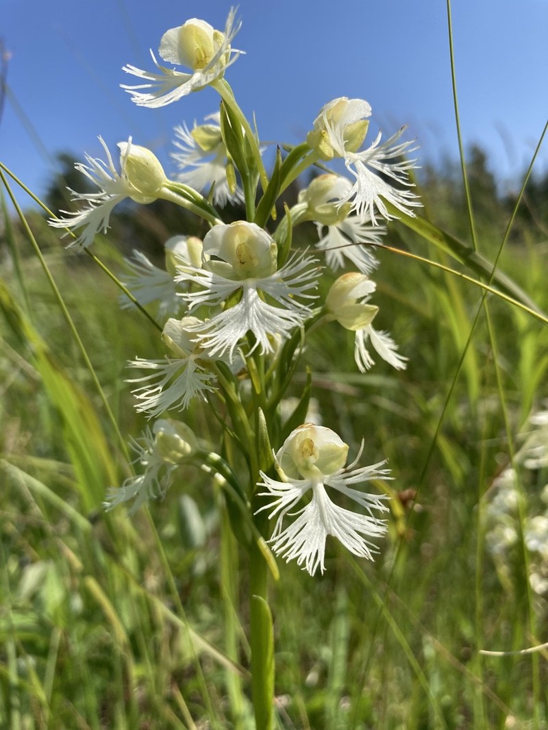 Prairie White Fringed Orchid photo 3