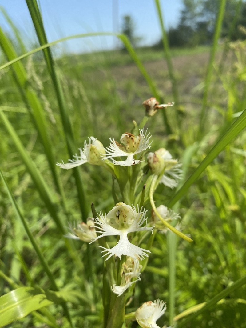 Prairie White Fringed Orchid photo 4