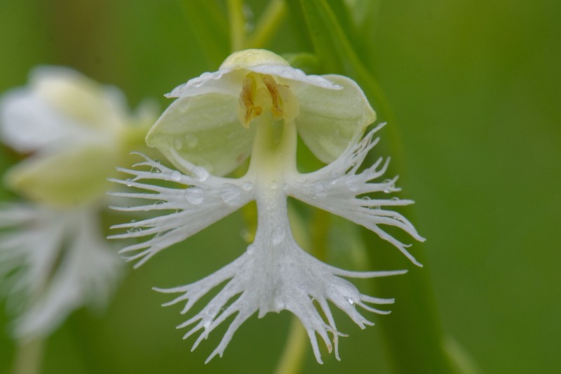 Prairie White Fringed Orchid photo 5