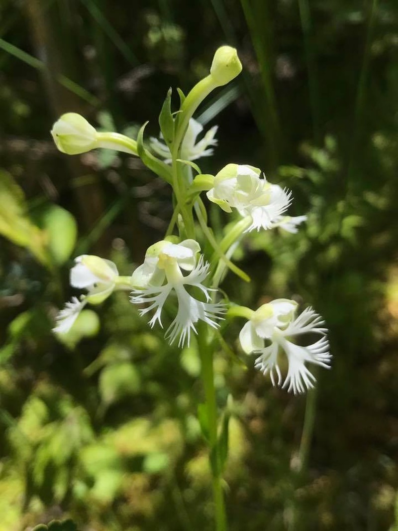 Prairie White Fringed Orchid photo 6