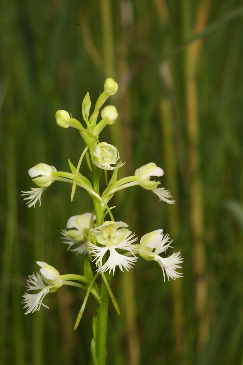 Prairie White Fringed Orchid photo 7