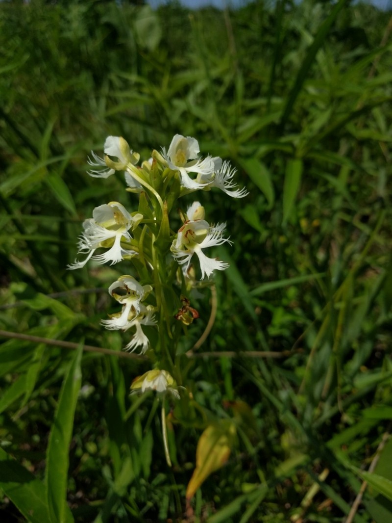 Prairie White Fringed Orchid photo 8