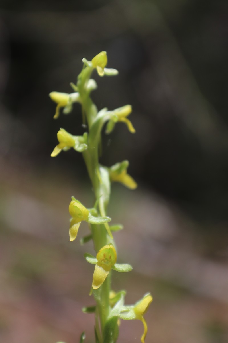 Thurber's Bog Orchid