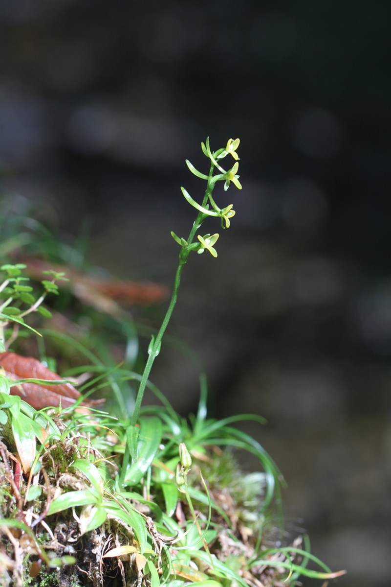 Platanthera linearifolia