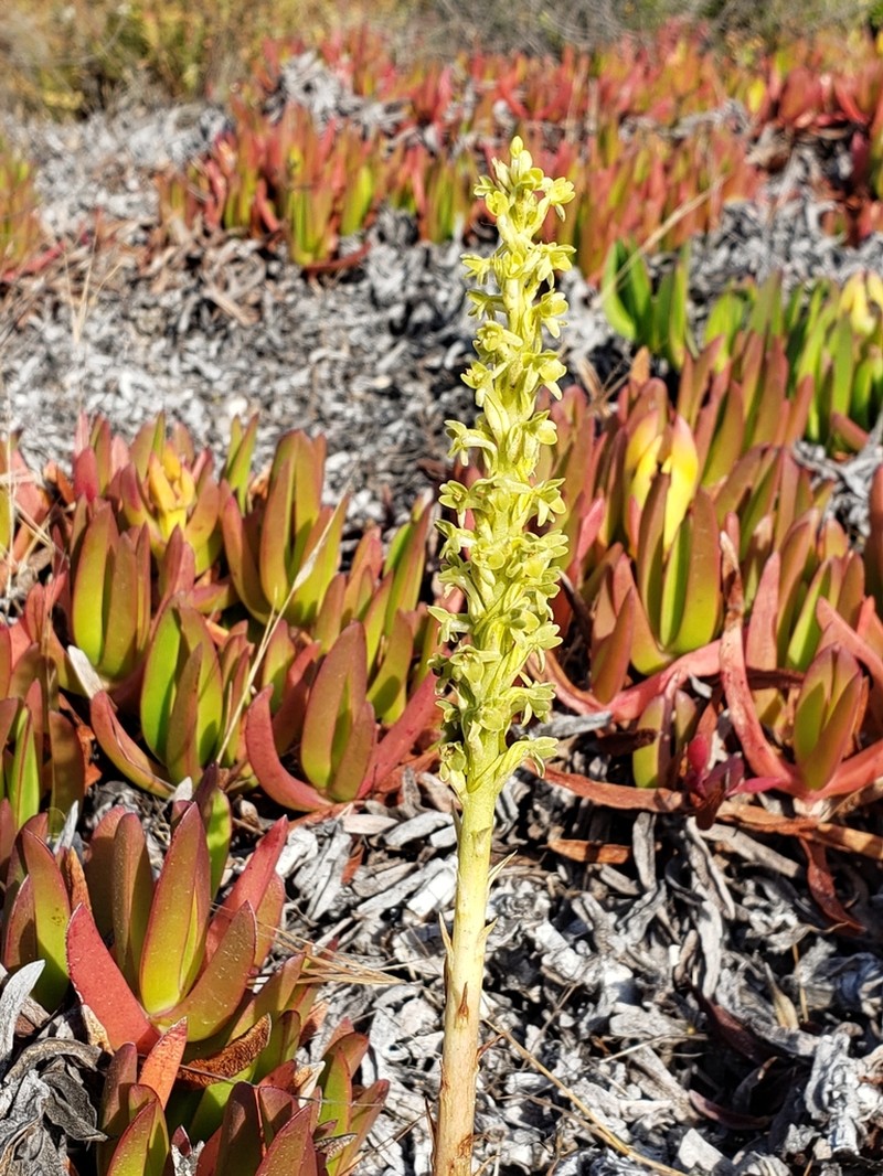 Michael's Piperia