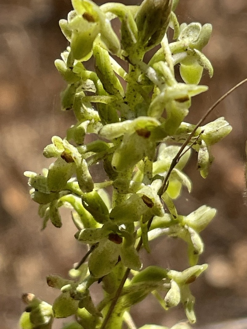 Michael's Piperia photo 2