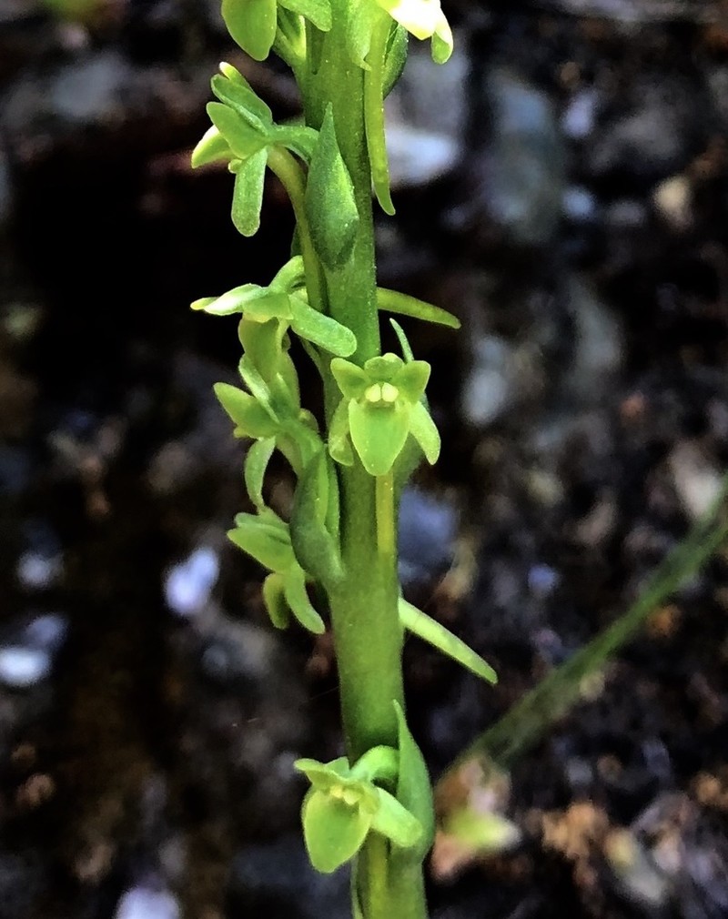 Michael's Piperia photo 3