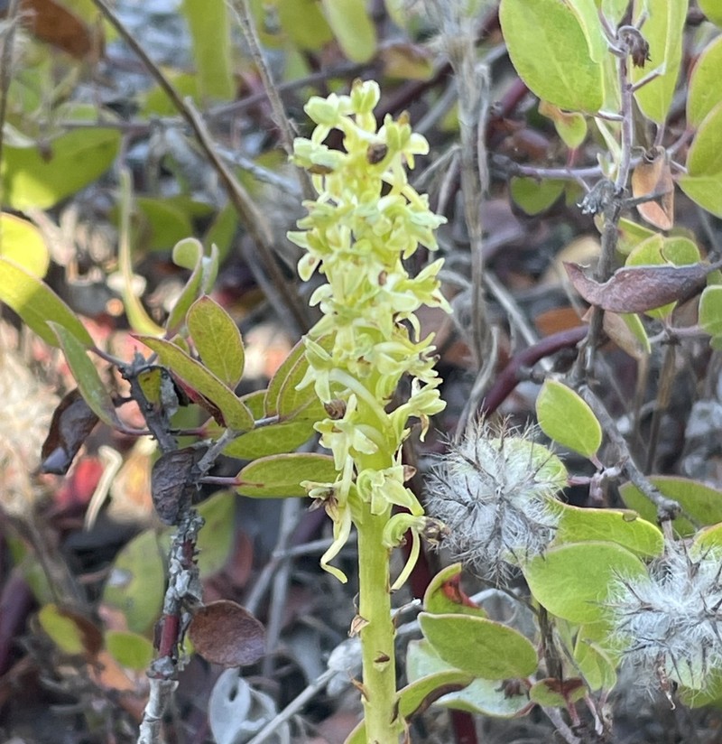 Michael's Piperia photo 4