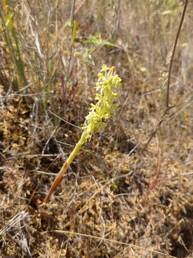 Michael's Piperia photo 5