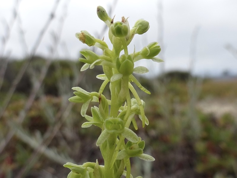 Michael's Piperia photo 6