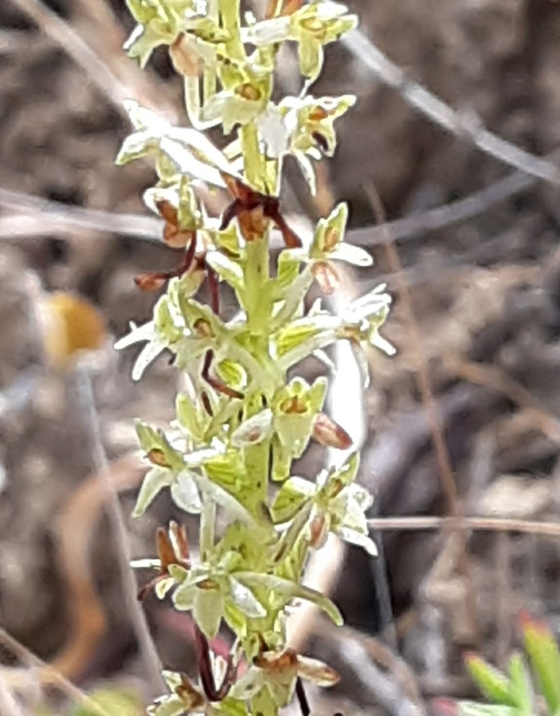 Michael's Piperia photo 7