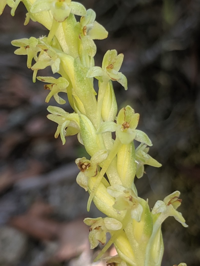 Michael's Piperia photo 8