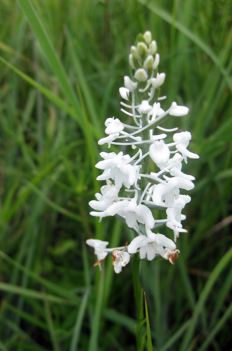 Snowy Orchid