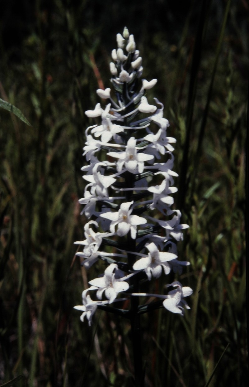 Snowy Orchid photo 3