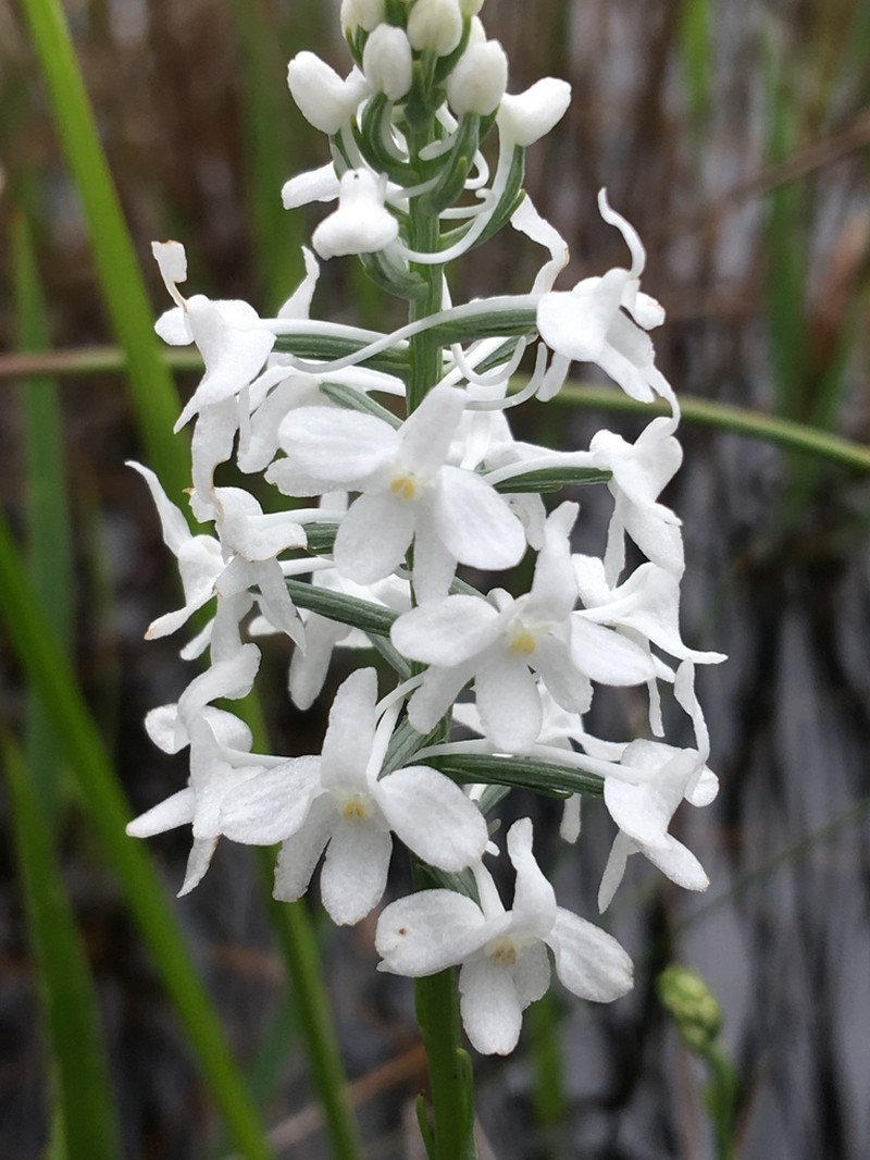 Snowy Orchid photo 4
