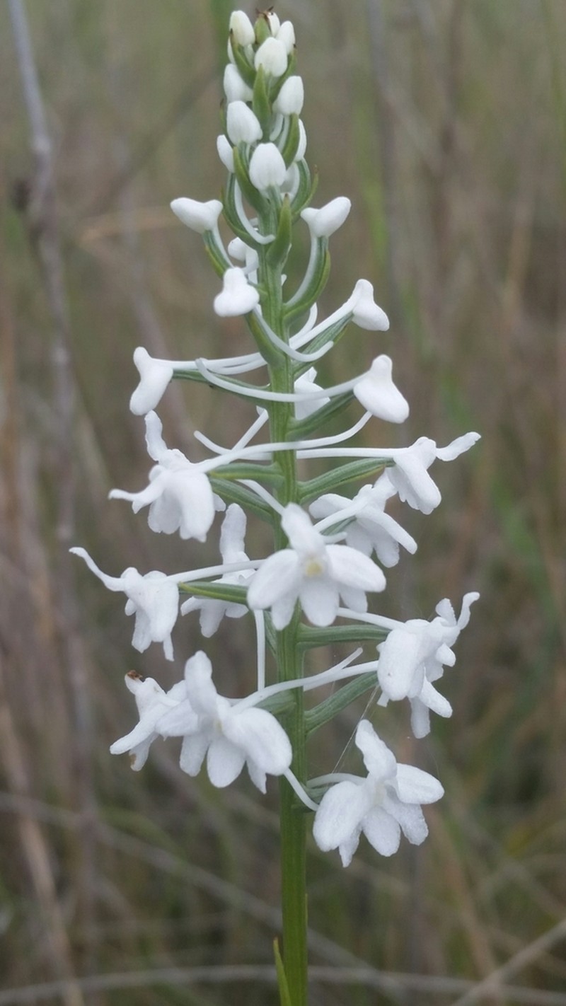 Snowy Orchid photo 5