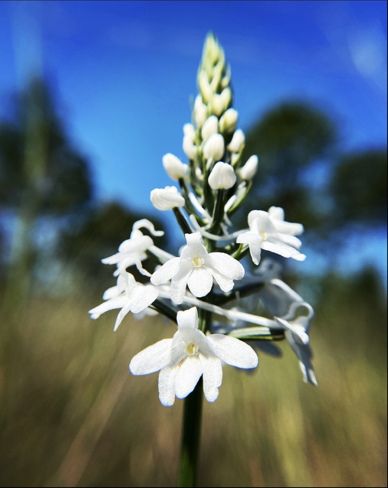 Snowy Orchid photo 6