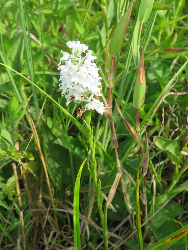Snowy Orchid photo 7