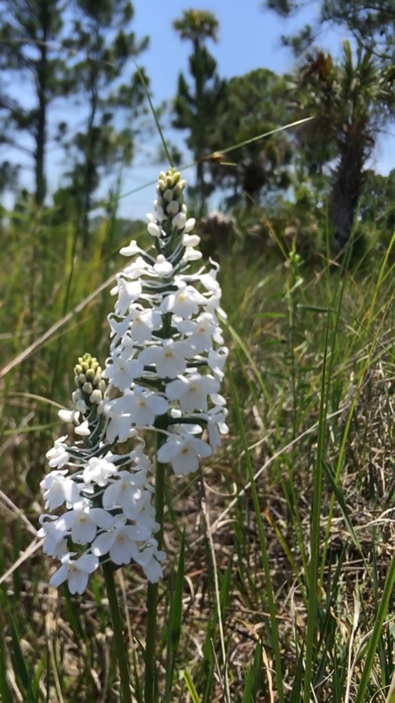 Snowy Orchid photo 8