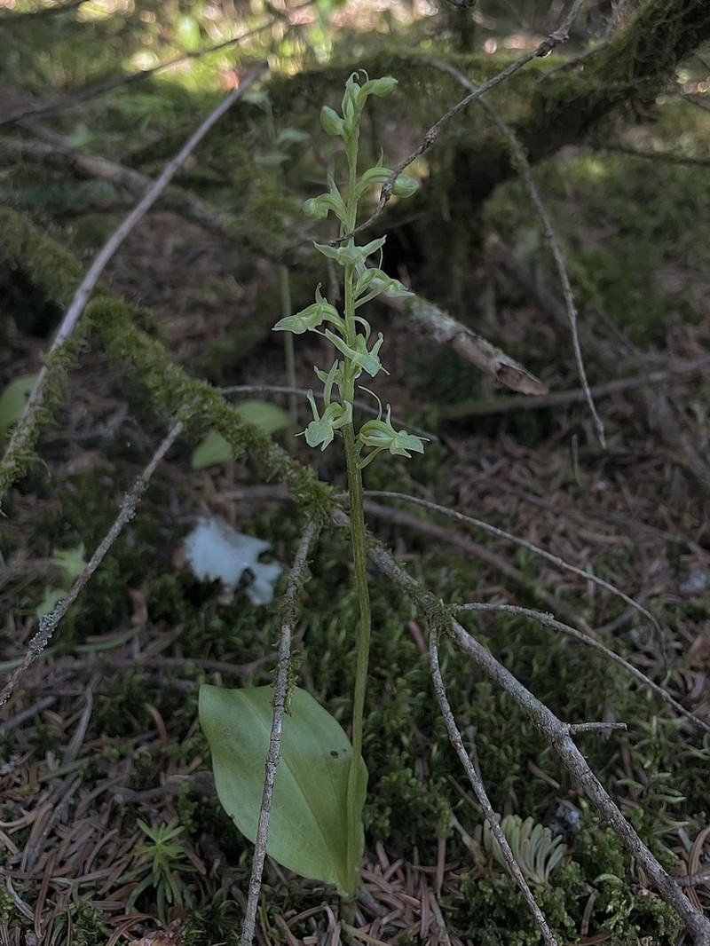 Bluntleaved Orchid photo 2