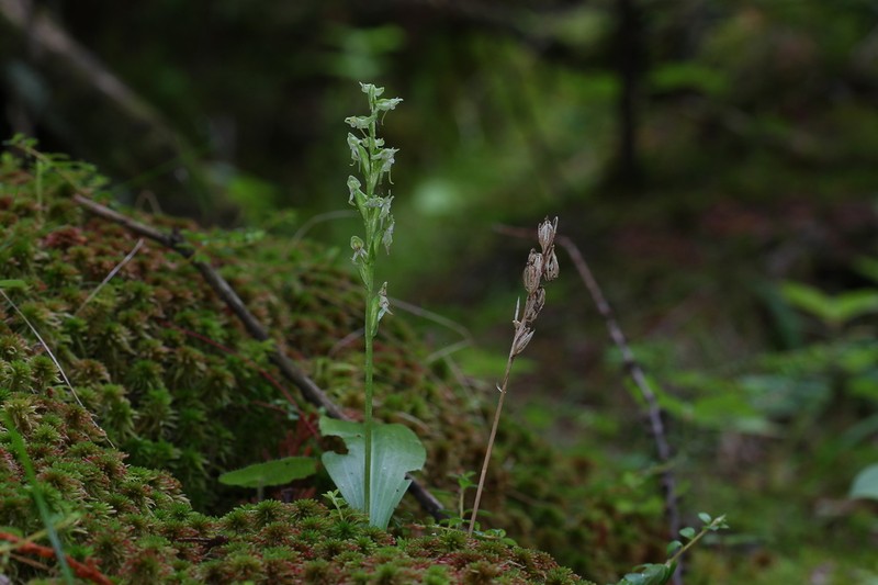 Bluntleaved Orchid photo 4