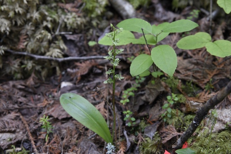 Bluntleaved Orchid photo 5