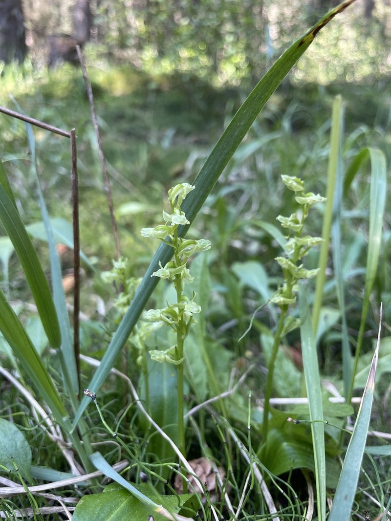 Bluntleaved Orchid photo 6