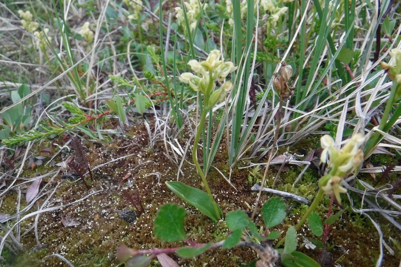 Bluntleaved Orchid photo 7