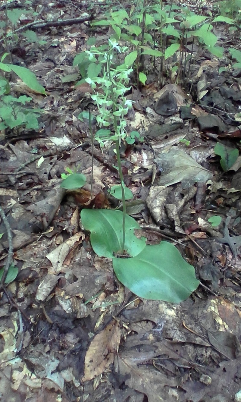 Lesser Roundleaved Orchid photo 3