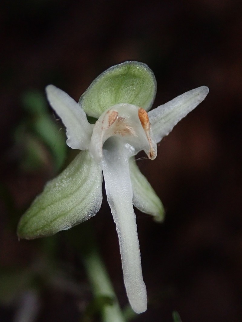 Lesser Roundleaved Orchid photo 4
