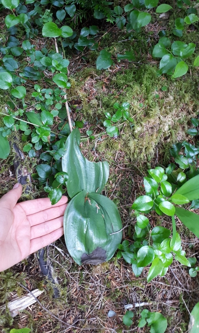 Lesser Roundleaved Orchid photo 5