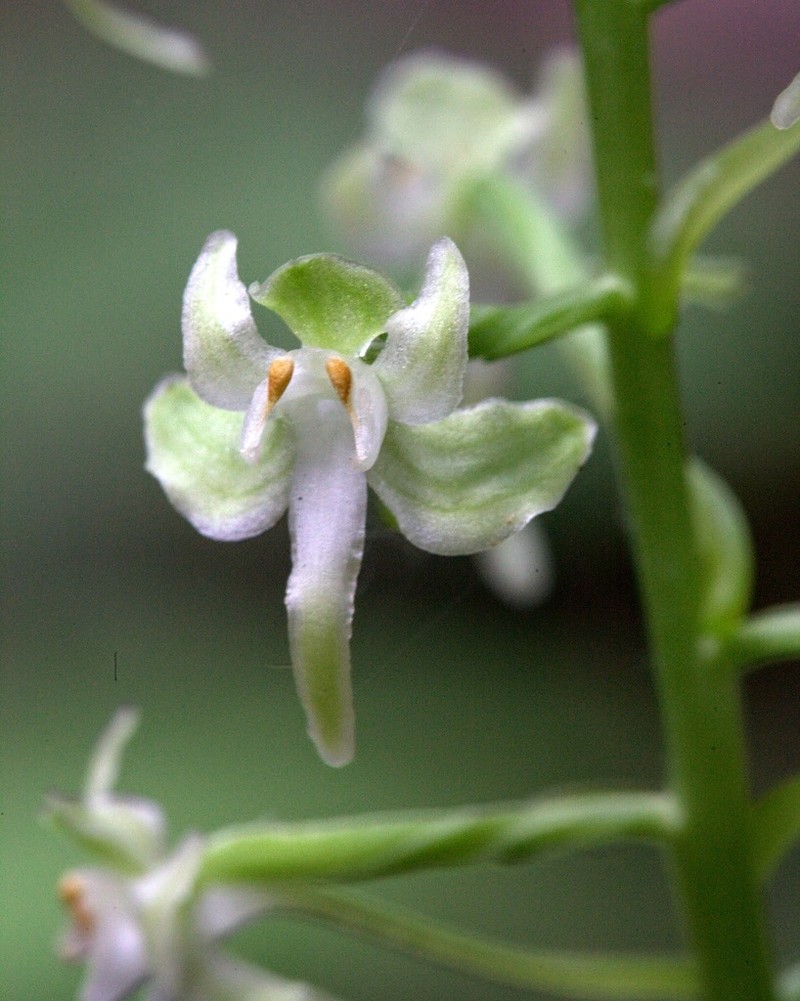 Lesser Roundleaved Orchid photo 6