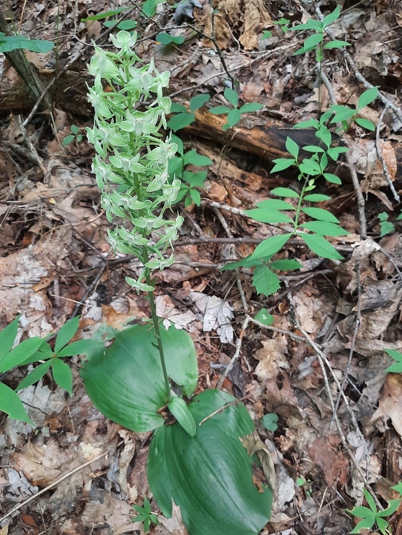 Lesser Roundleaved Orchid photo 7