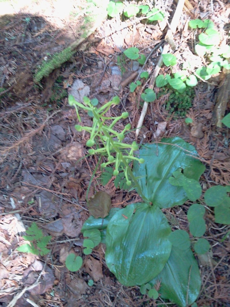 Lesser Roundleaved Orchid photo 8