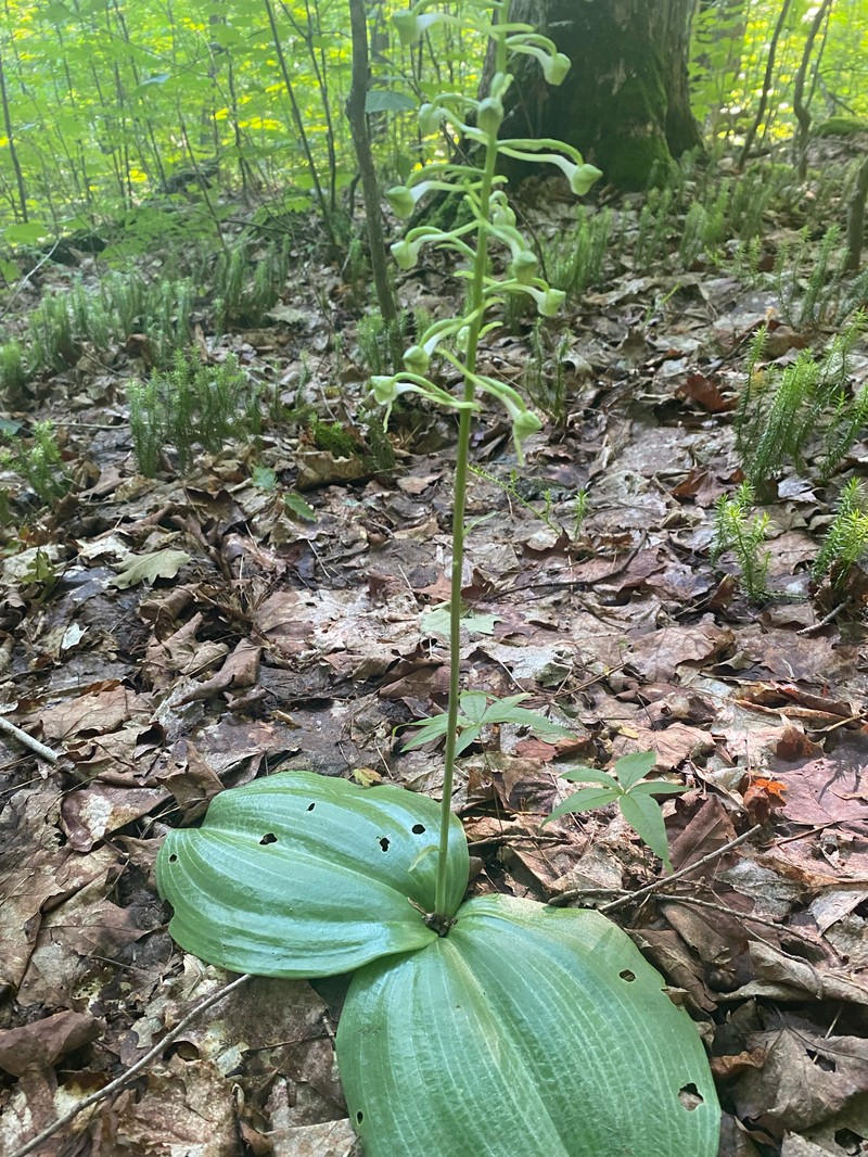 Greater Roundleaved Orchid