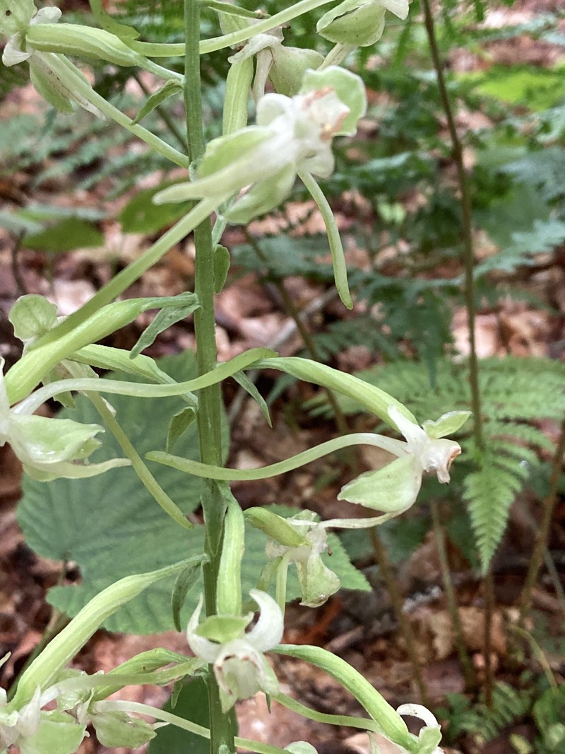 Greater Roundleaved Orchid photo 2