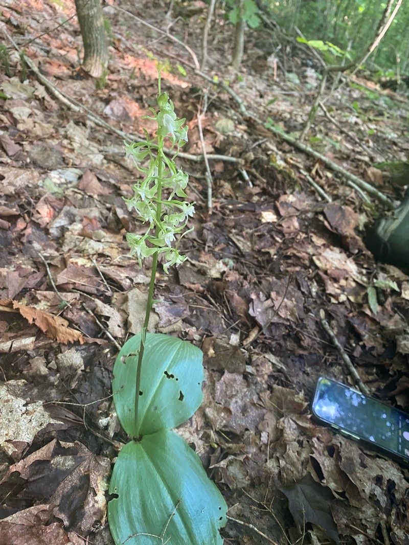 Greater Roundleaved Orchid photo 3