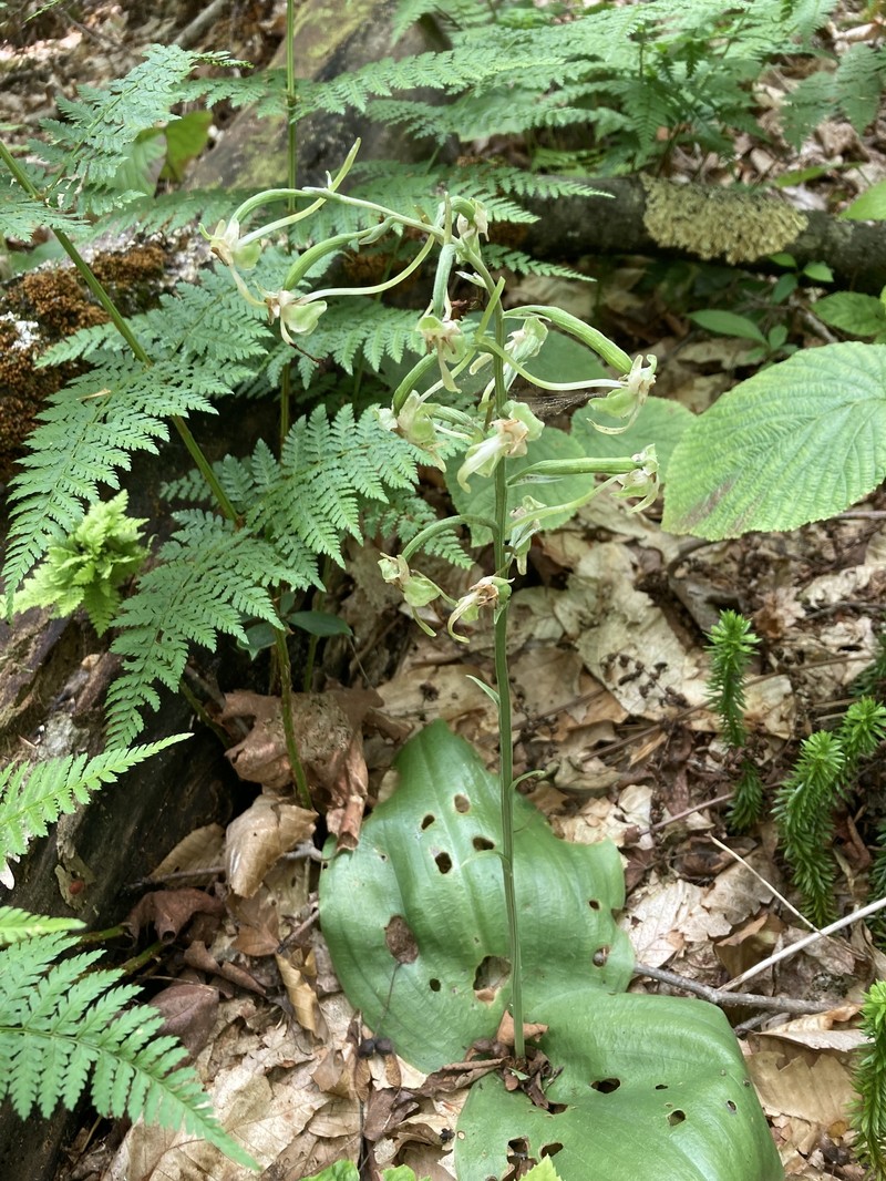 Greater Roundleaved Orchid photo 4